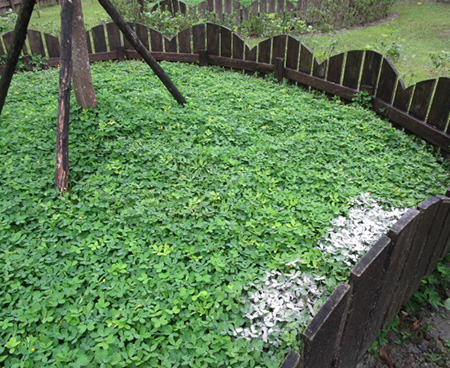 寵物灑葬區照片 1