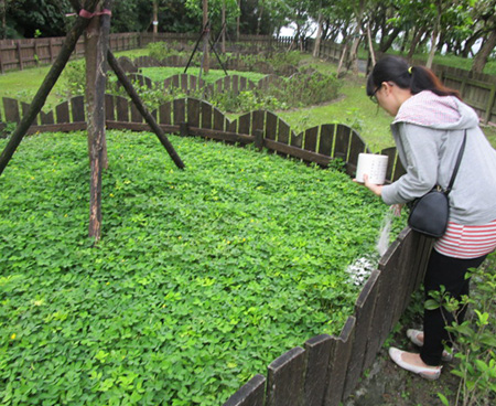 寵物灑葬區照片 3